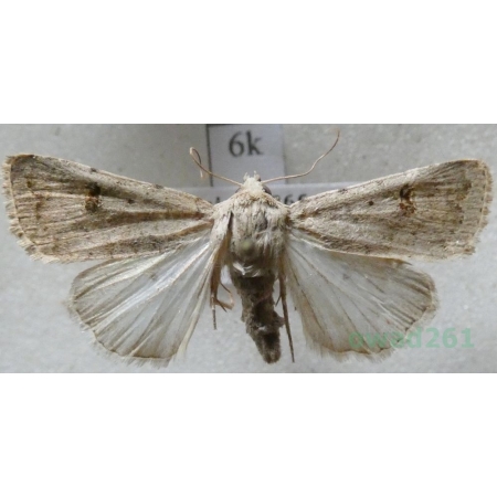 Caradrina clavipalpis Scopoli, 1763 Światłówka izdebnica Czech6k